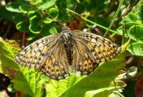 Boloria napaea